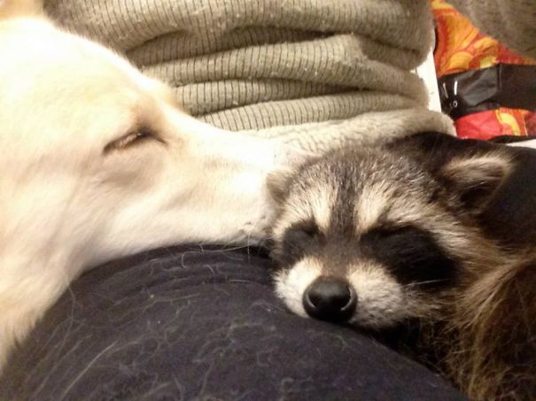 Georgia And Reggie Having A Nap