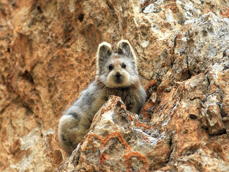 rare-endangered-animal-teddy-bear-magic-rabbit-ili-pika-china-1 rare-endangered-animal-teddy-bear-magic-rabbit-ili-pika-china-1