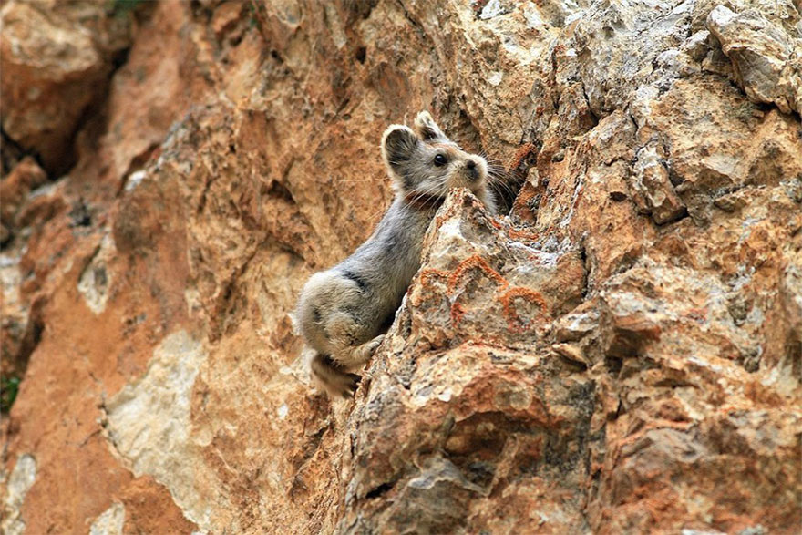 rare-endangered-animal-teddy-bear-magic-rabbit-ili-pika-china-3 rare-endangered-animal-teddy-bear-magic-rabbit-ili-pika-china-3