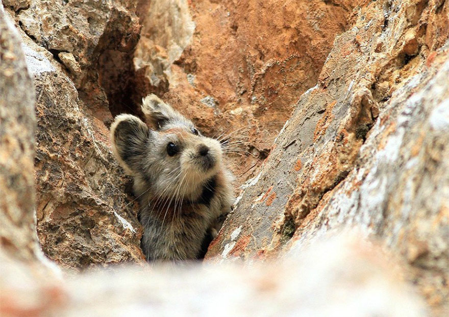 rare-endangered-animal-teddy-bear-magic-rabbit-ili-pika-china-4 rare-endangered-animal-teddy-bear-magic-rabbit-ili-pika-china-4