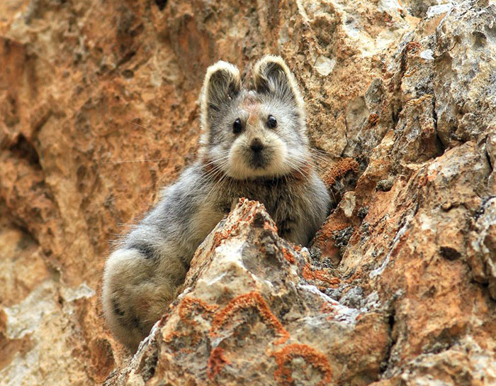 This Rare ‘Magic Rabbit’ Was Spotted For The First Time In 20 Years And It May Soon Be Lost Forever