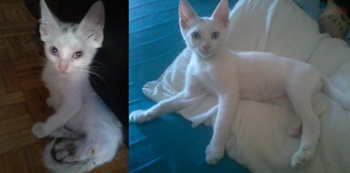 Rengar, Stray Kitty Prolly Hit By A Car.1 Month Later, Crooked Leg But Happy, Playfull &healthy