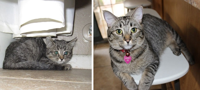 Rescued Kitty One Year Later