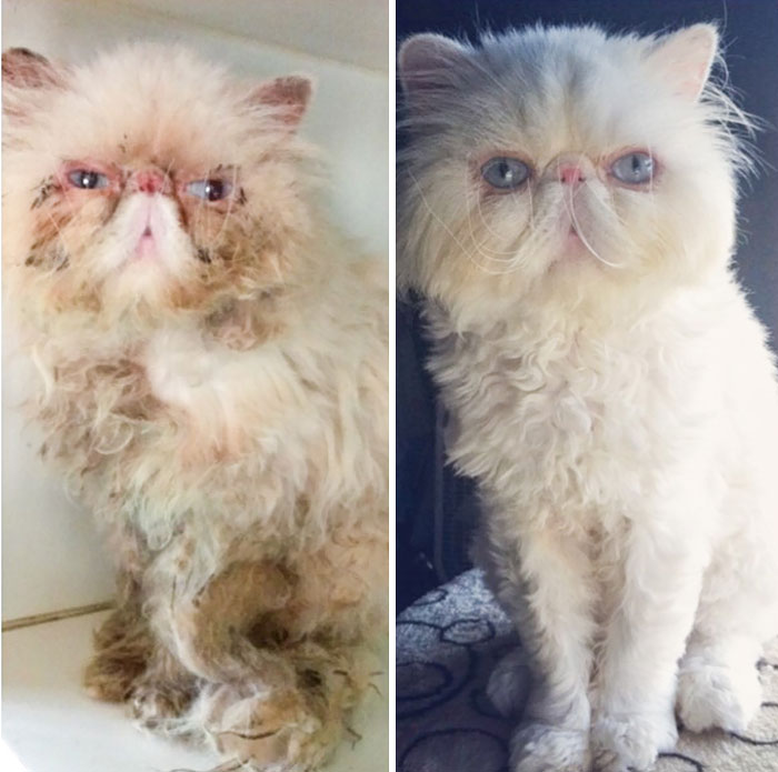 Rescued Kitty Before And After