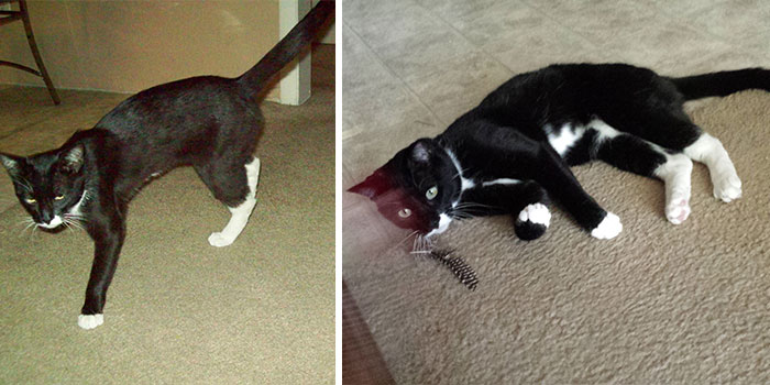 Tapers Was Begging For Food In The Streets. A Year Later He Looks Much Better