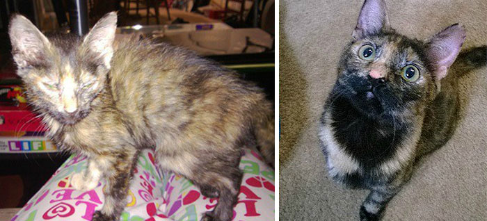 Poor Cat Was So Thin She Only Weighed 4 Pounds. Now She Is Round And Happy