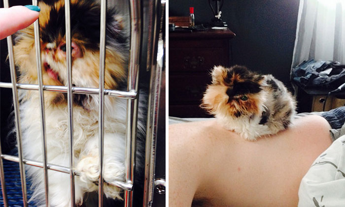 Tyrion Had An Eye Infection, But Now He Is The Cutest Fluffball Ever