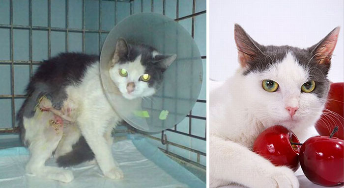 Rescued Kitty Before And After