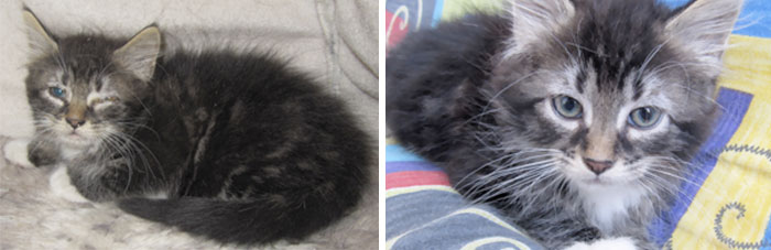 Pickle Just A Week After Being Adopted