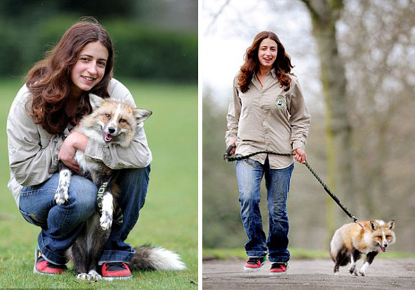 rescued-tame-pet-fox-cub-todd-emma-dsylva-1 rescued-tame-pet-fox-cub-todd-emma-dsylva-1