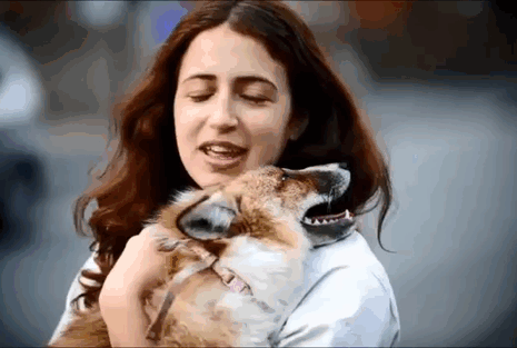 rescued-tame-pet-fox-cub-todd-emma-dsylva-15