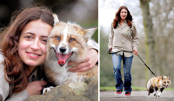 Fox Rescued And Raised By Humans Thinks He Is A Dog