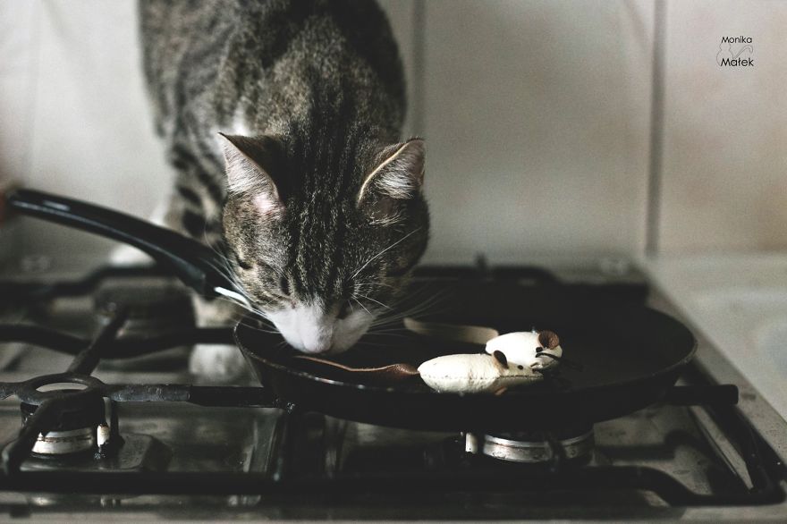 Catography With My Furry Friends