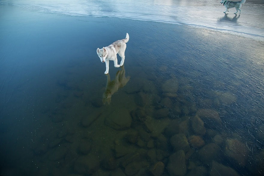 siberian-husky-frozen-lake-dog-photos-fox-grom-14 siberian-husky-frozen-lake-dog-photos-fox-grom-14
