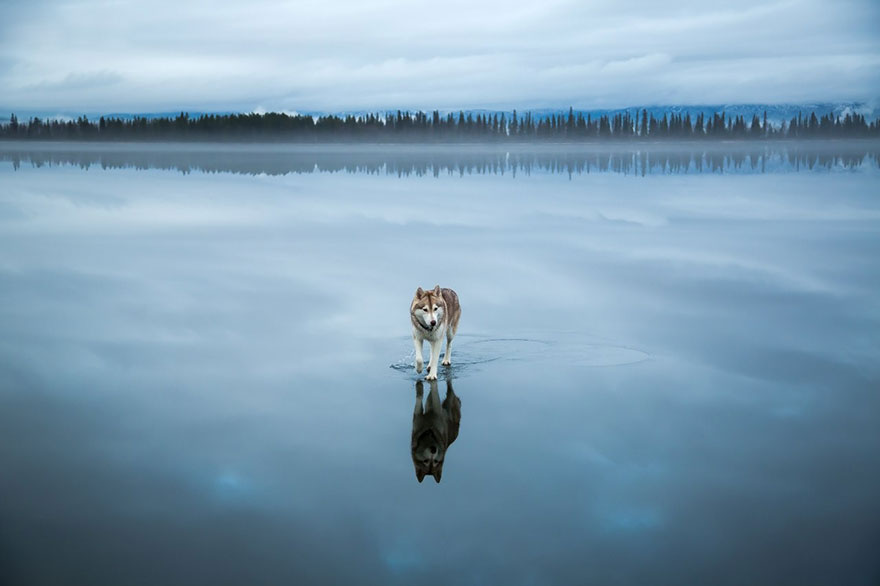 siberian-husky-frozen-lake-dog-photos-fox-grom-8 siberian-husky-frozen-lake-dog-photos-fox-grom-8