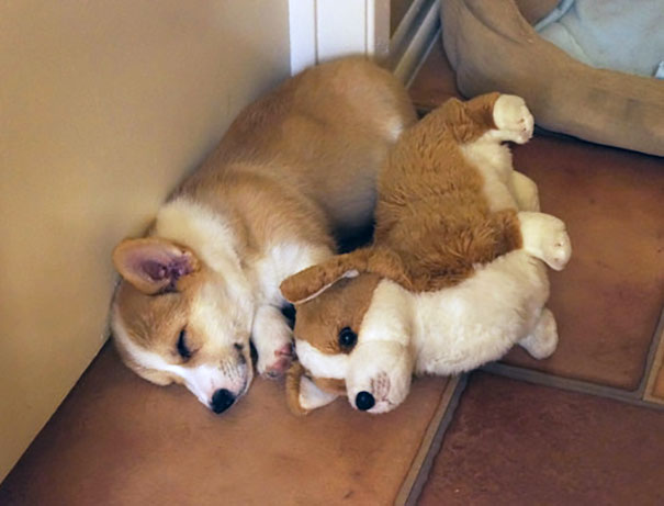 Corgi And Stuffed Animal