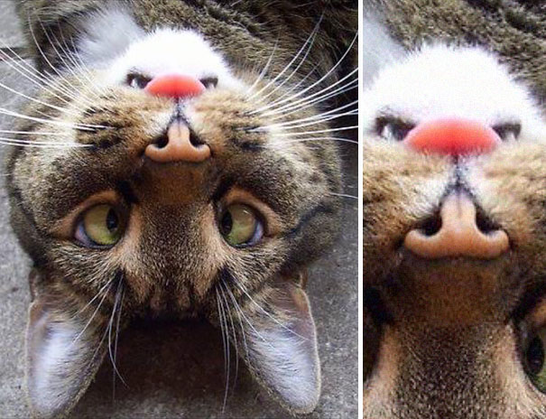 Cat Has Right-side Up Angry Beaver On His Face