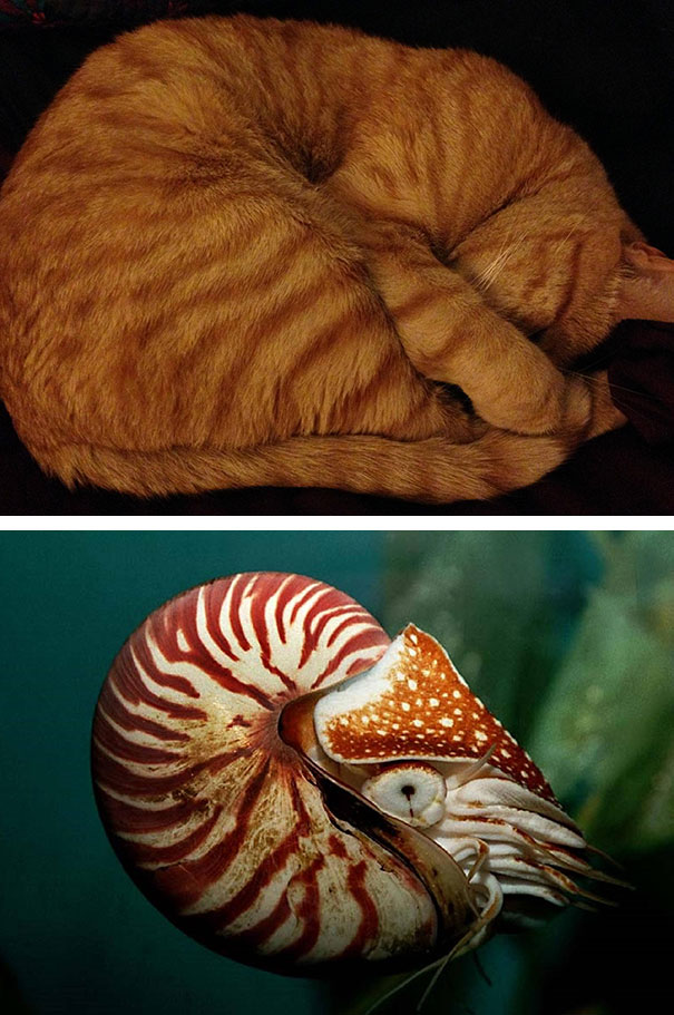 Nautilus Cat