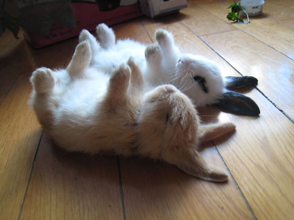Sleeping Bunnies
