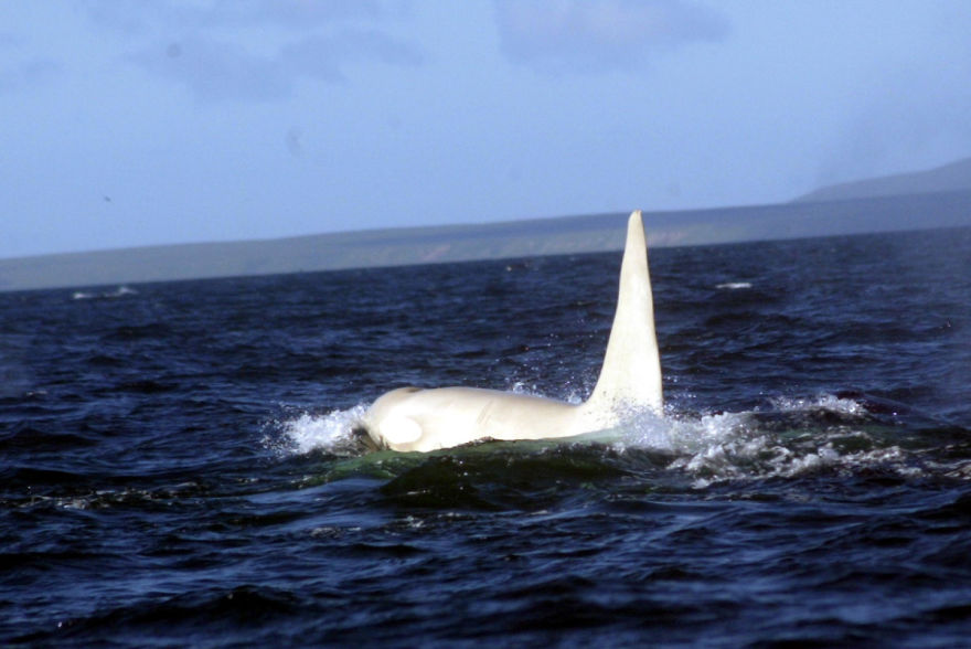 Albino Orca