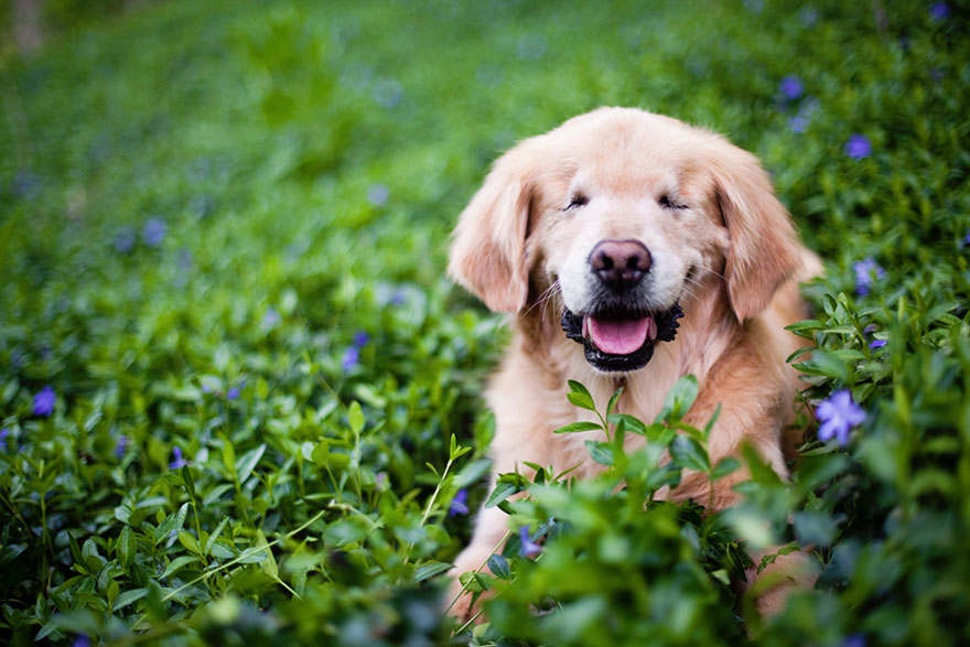 smiley-blind-therapy-dog-golden-retriever-stacey-morrison-2 smiley-blind-therapy-dog-golden-retriever-stacey-morrison-2