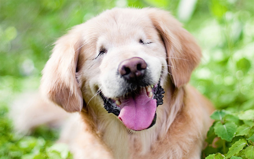 smiley-blind-therapy-dog-golden-retriever-stacey-morrison-3 smiley-blind-therapy-dog-golden-retriever-stacey-morrison-3
