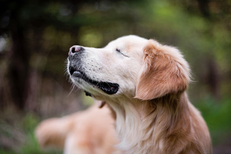 smiley-blind-therapy-dog-golden-retriever-stacey-morrison-5 smiley-blind-therapy-dog-golden-retriever-stacey-morrison-5