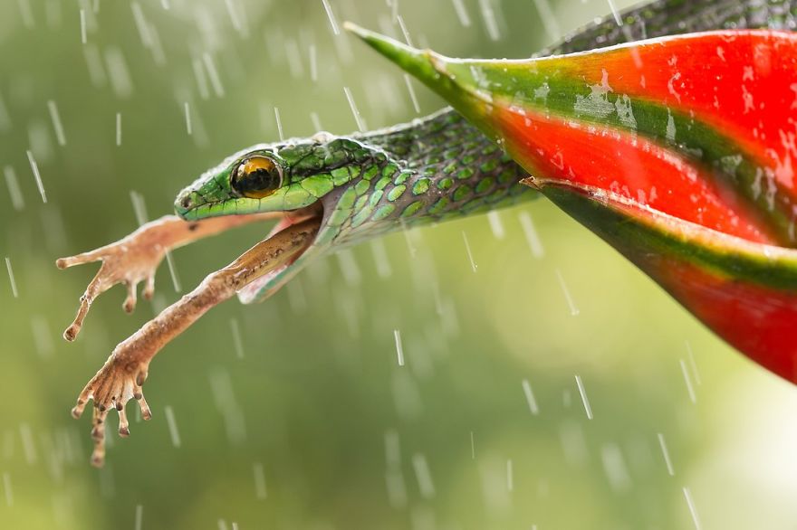 Snake, Arenal Volcano, Costa Rica