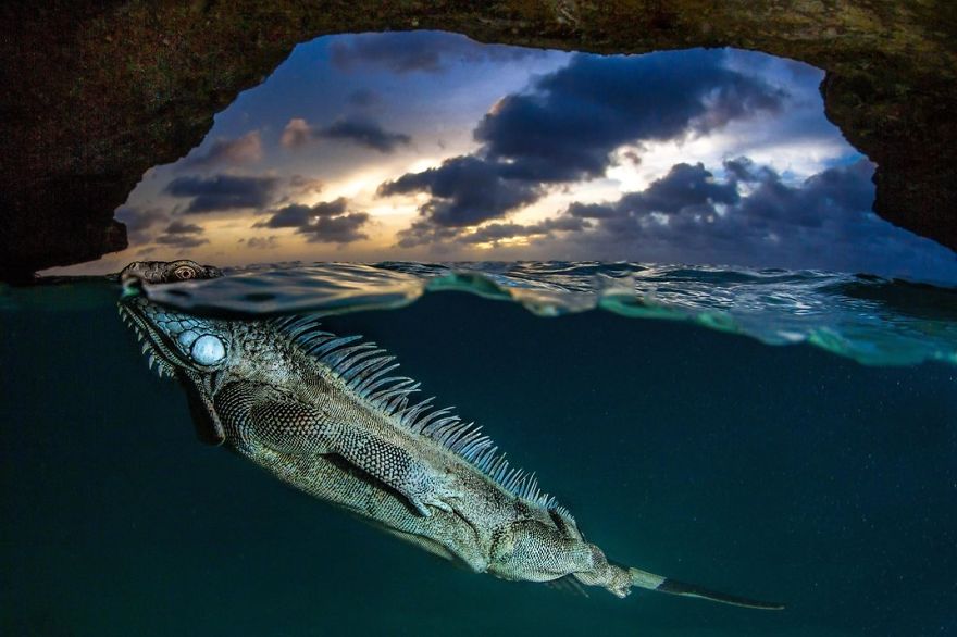 A Green Iguana Surfaces For Air, Bonaire, Netherlands