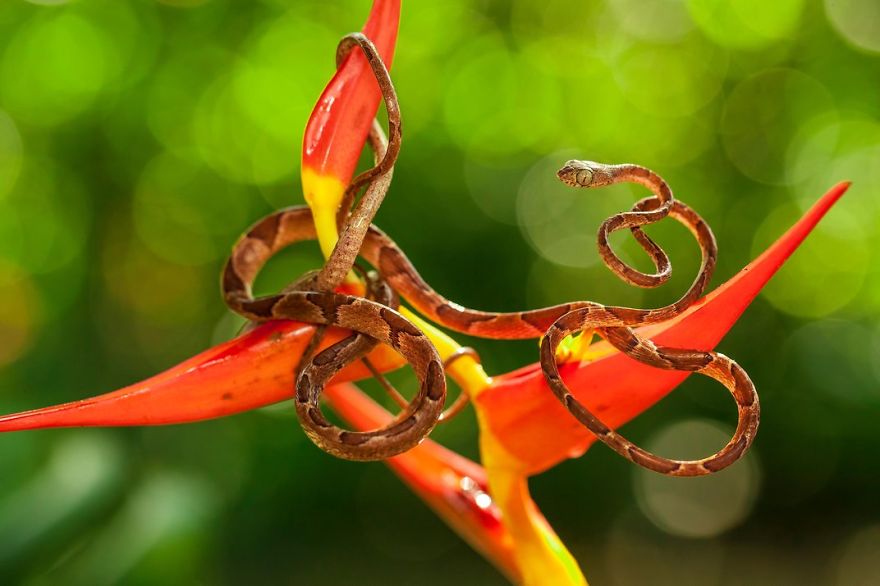 The Caracolera Is A Common, But Restless Snake, Selva Verde Lodge, Sarapiqui, Costa Rica