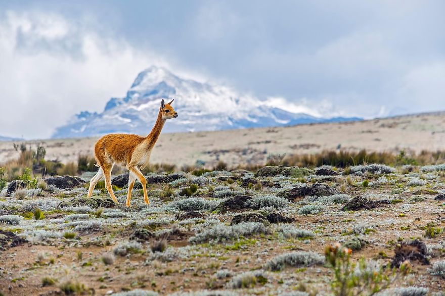 A Vicuña, Chimborazo Volcano, Ecuador