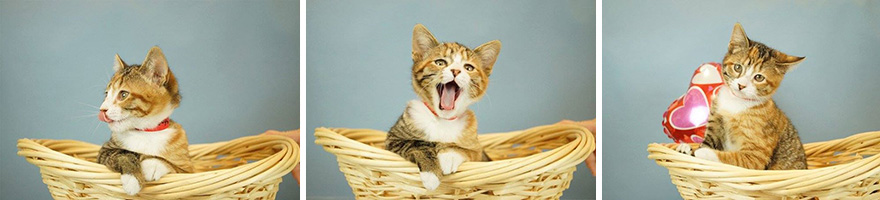 snuggle-delivery-shelter-animal-visit-workplace-humane-society-broward-county-1 snuggle-delivery-shelter-animal-visit-workplace-humane-society-broward-county-1