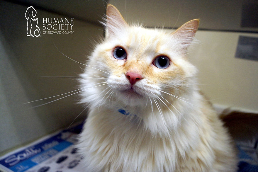 snuggle-delivery-shelter-animal-visit-workplace-humane-society-broward-county-10