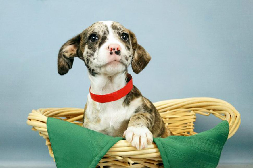 snuggle-delivery-shelter-animal-visit-workplace-humane-society-broward-county-18