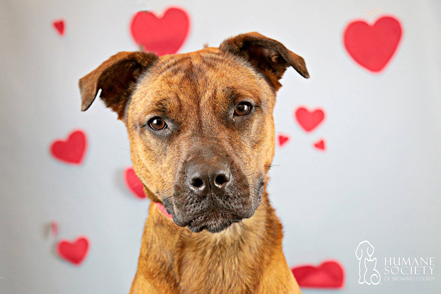 snuggle-delivery-shelter-animal-visit-workplace-humane-society-broward-county-2 snuggle-delivery-shelter-animal-visit-workplace-humane-society-broward-county-2