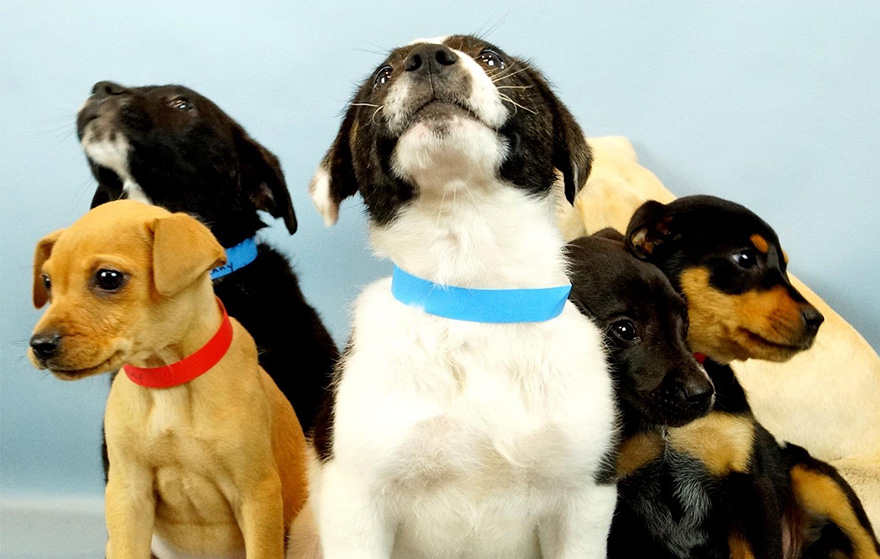 snuggle-delivery-shelter-animal-visit-workplace-humane-society-broward-county-7 snuggle-delivery-shelter-animal-visit-workplace-humane-society-broward-county-7