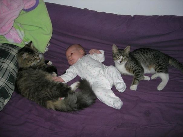 My, Now 3.5 Y/o Daughter, And 2 Of Our Kitties Getting Snuggles.