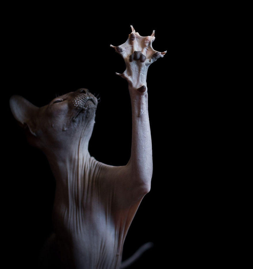 sphynx-cat-photography-alicia-rius-13 sphynx-cat-photography-alicia-rius-13
