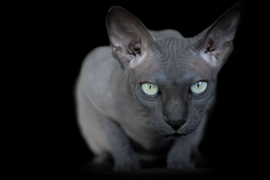 I Photograph Hairless Sphynx Cats To Explore Their Odd Beauty I Photograph Hairless Sphynx Cats To Explore Their Odd Beauty