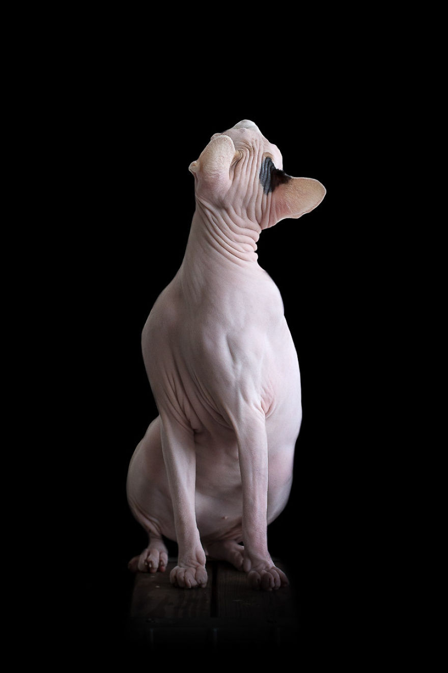 I Photograph Hairless Sphynx Cats To Explore Their Odd Beauty I Photograph Hairless Sphynx Cats To Explore Their Odd Beauty