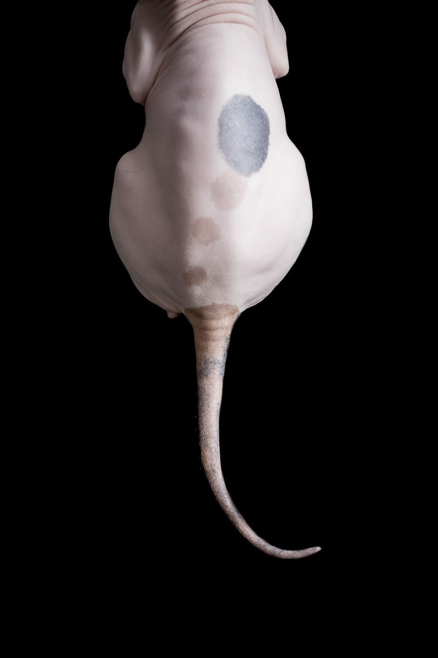 I Photograph Hairless Sphynx Cats To Explore Their Odd Beauty I Photograph Hairless Sphynx Cats To Explore Their Odd Beauty
