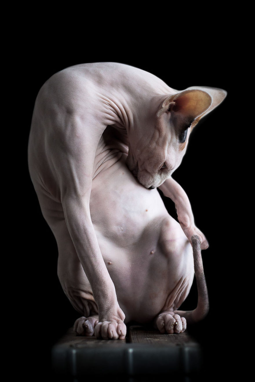 I Photograph Hairless Sphynx Cats To Explore Their Odd Beauty I Photograph Hairless Sphynx Cats To Explore Their Odd Beauty