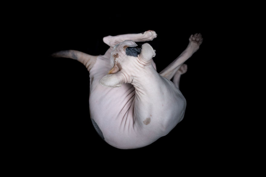 I Photograph Hairless Sphynx Cats To Explore Their Odd Beauty I Photograph Hairless Sphynx Cats To Explore Their Odd Beauty