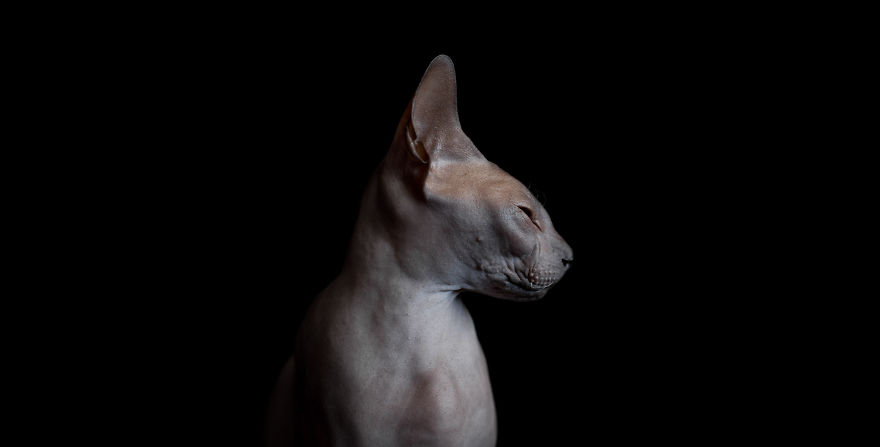 I Photograph Hairless Sphynx Cats To Explore Their Odd Beauty I Photograph Hairless Sphynx Cats To Explore Their Odd Beauty