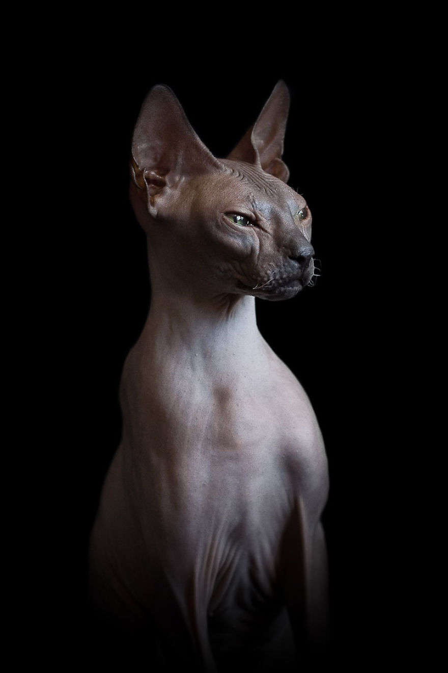 I Photograph Hairless Sphynx Cats To Explore Their Odd Beauty I Photograph Hairless Sphynx Cats To Explore Their Odd Beauty