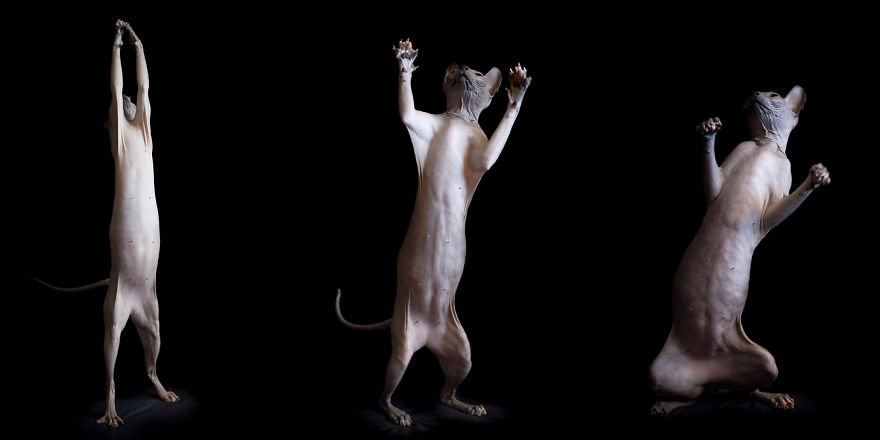 I Photograph Hairless Sphynx Cats To Explore Their Odd Beauty I Photograph Hairless Sphynx Cats To Explore Their Odd Beauty