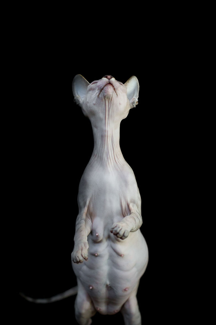 I Photograph Hairless Sphynx Cats To Explore Their Odd Beauty I Photograph Hairless Sphynx Cats To Explore Their Odd Beauty