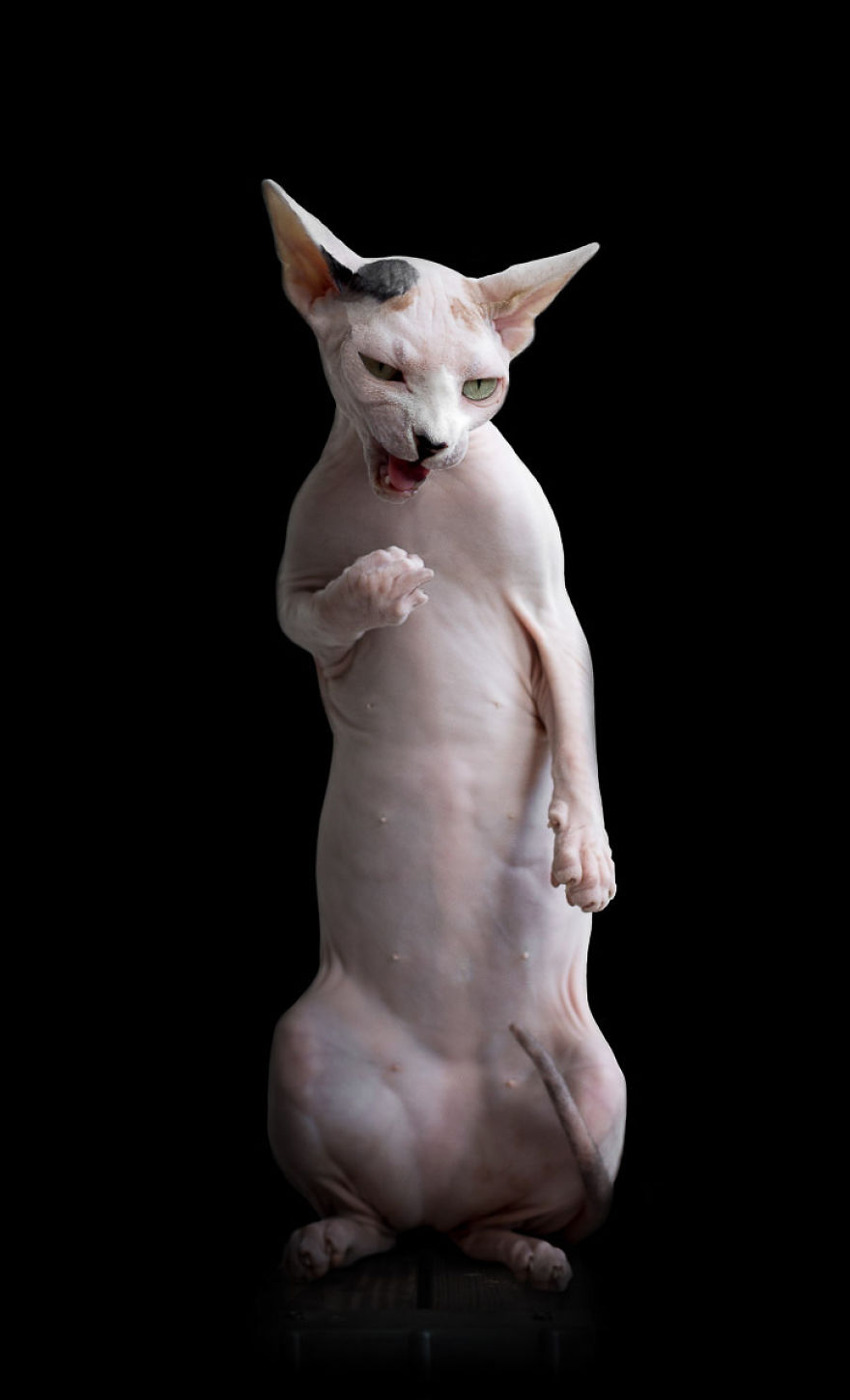 I Photograph Hairless Sphynx Cats To Explore Their Odd Beauty I Photograph Hairless Sphynx Cats To Explore Their Odd Beauty
