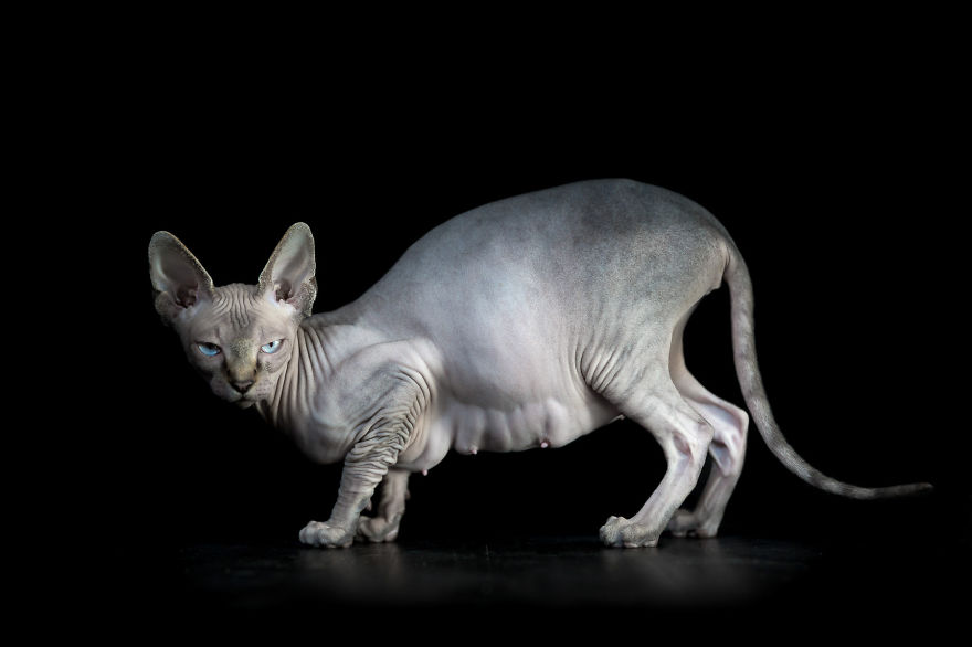 I Photograph Hairless Sphynx Cats To Explore Their Odd Beauty I Photograph Hairless Sphynx Cats To Explore Their Odd Beauty