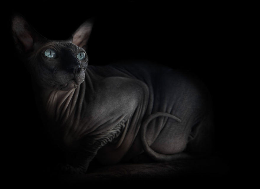 I Photograph Hairless Sphynx Cats To Explore Their Odd Beauty I Photograph Hairless Sphynx Cats To Explore Their Odd Beauty